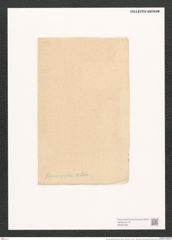 Navicula suberimposita [sic] A.Schum. (de-Toni-Nr.: Genus 1, Species 663) Zeichnungen Sammlung Grunow (NHMW-BOT-W0367900)